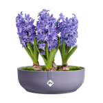jazz bowl 28cm lavender lilac